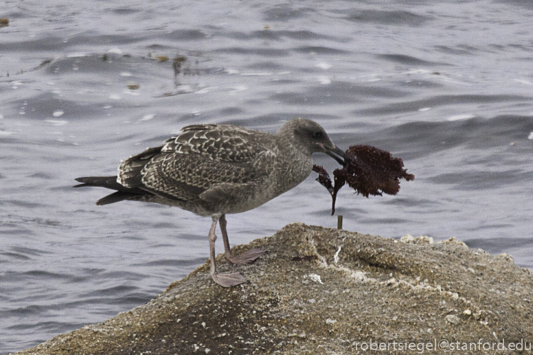 gull with seaweed